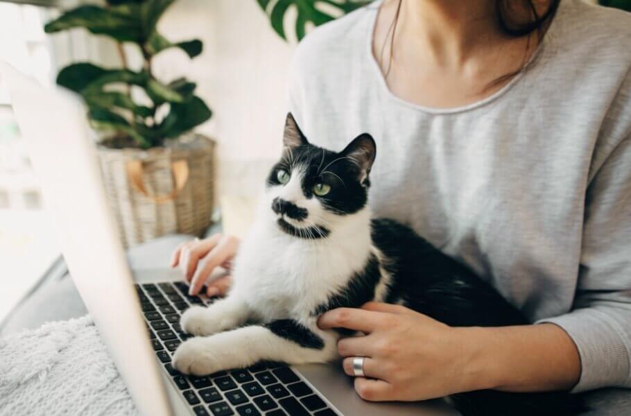 Person Handling Cat